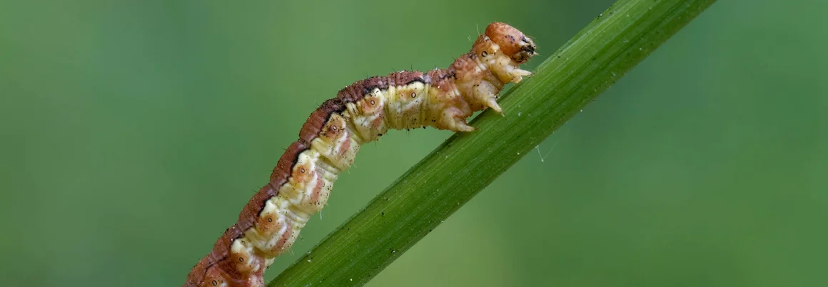 Raupe auf grünem Stängel
